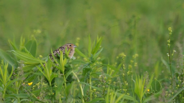 Grasshopper Sparrow - ML608427751