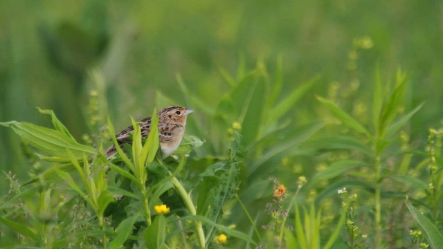 Grasshopper Sparrow - ML608427762