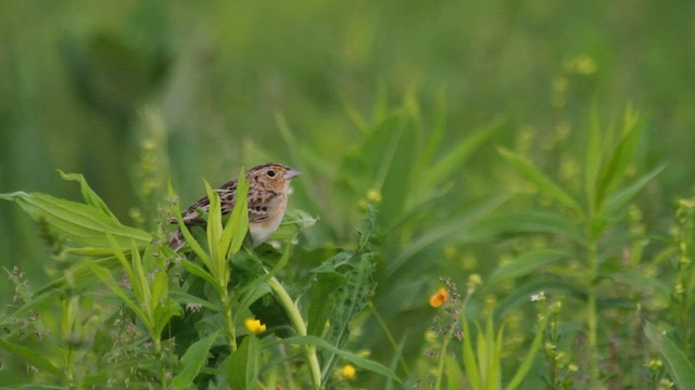 Grasshopper Sparrow - ML608427865