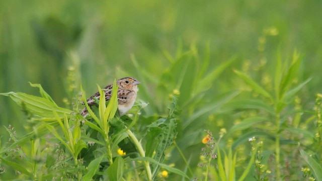 Grasshopper Sparrow - ML608427904