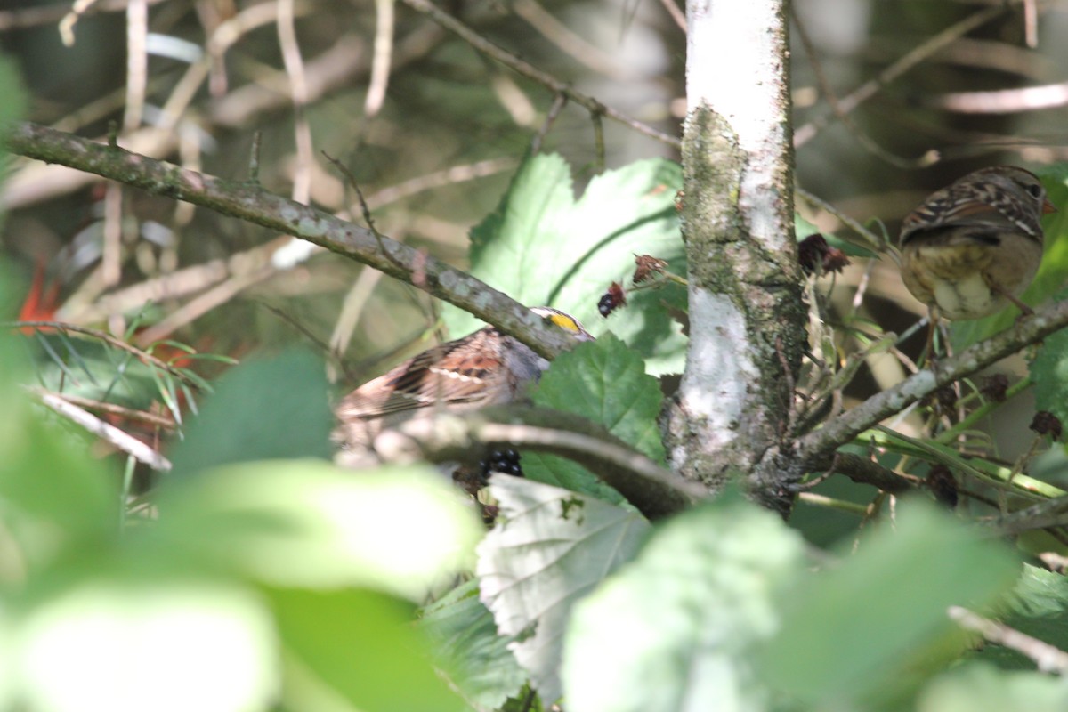 White-throated Sparrow - Paul J
