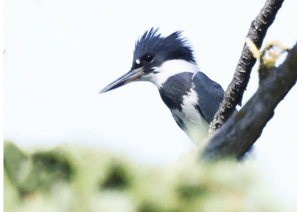 Belted Kingfisher - ML608428754