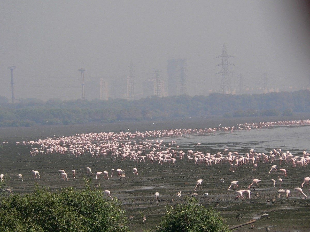 Lesser Flamingo - Alok Bhave