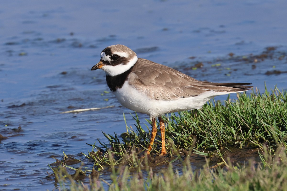 Common Ringed Plover - ML608428974