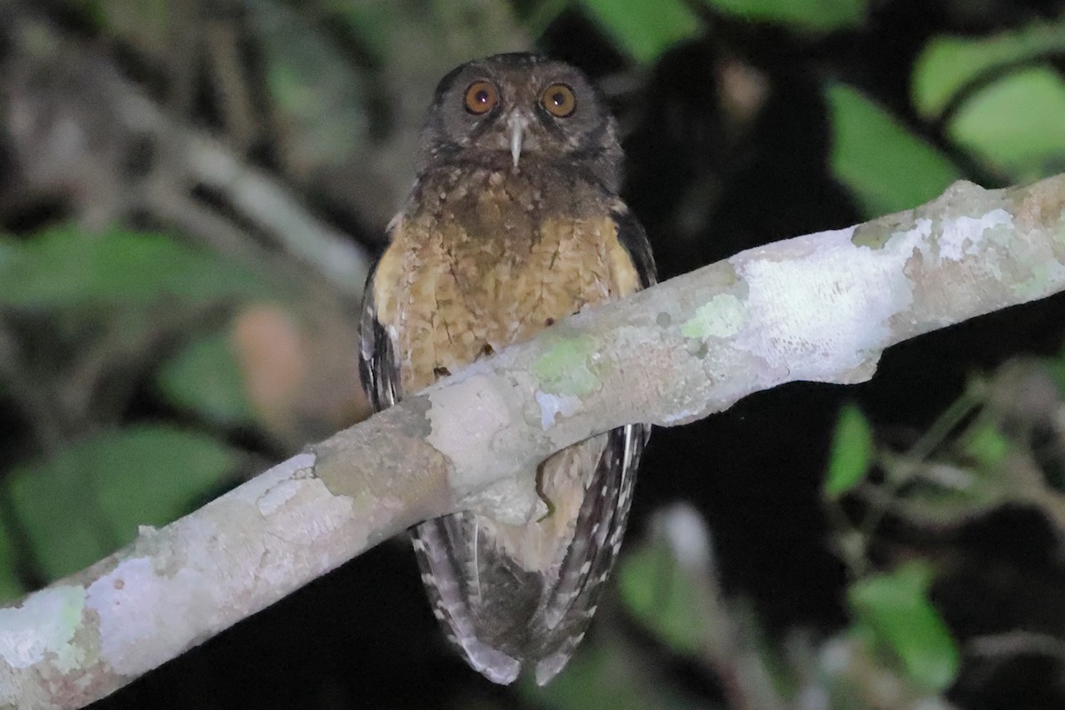 Tawny-bellied Screech-Owl (Austral) - ML608429218