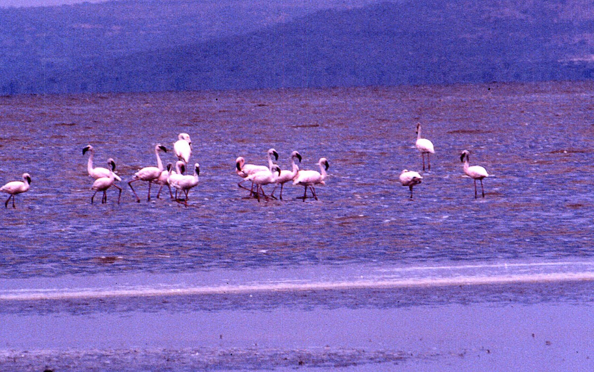 Lesser Flamingo - ML608429361