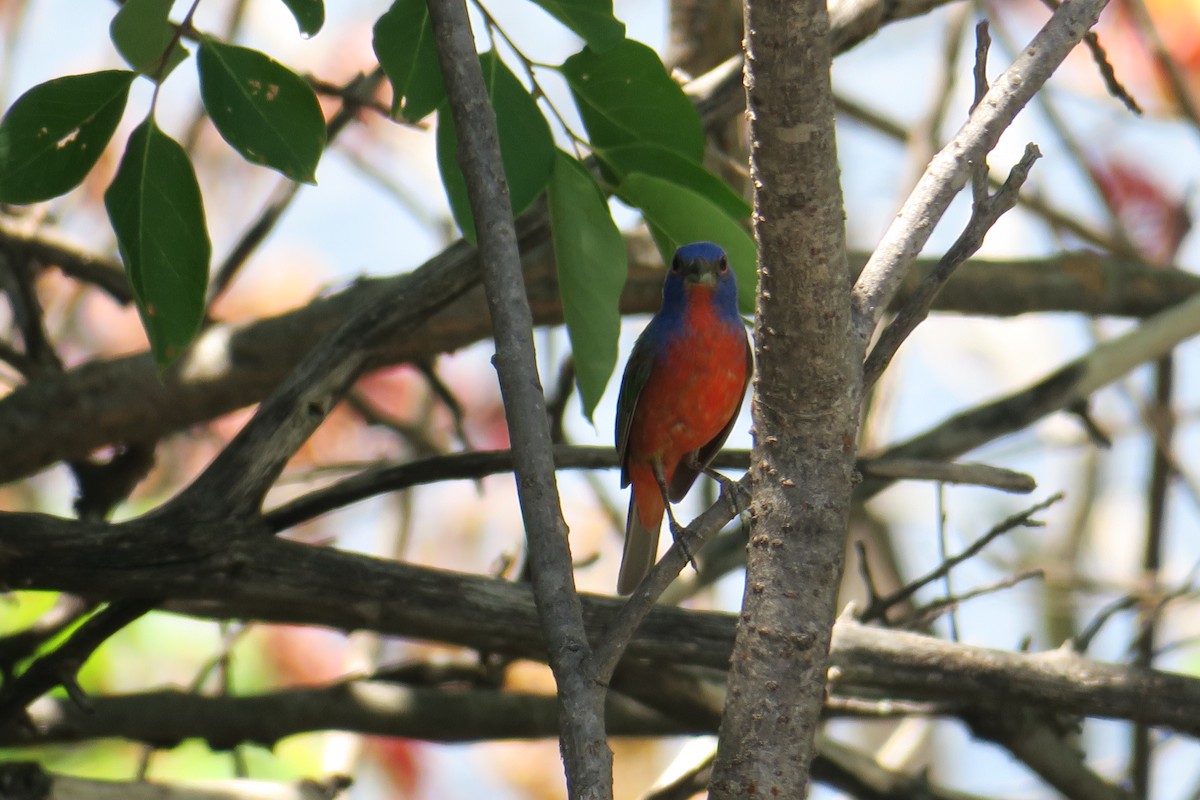 Painted Bunting - ML608429427