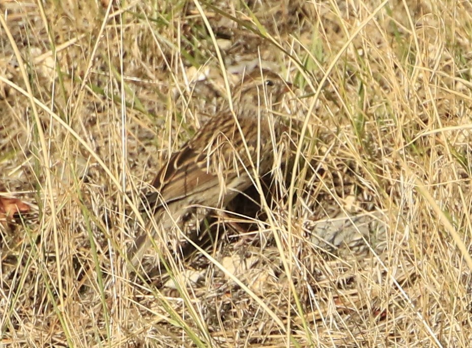 Chipping Sparrow - ML608429791