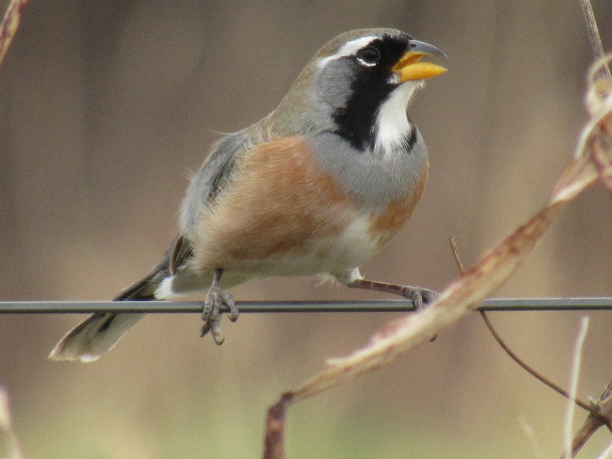 Many-colored Chaco Finch - ML608430073