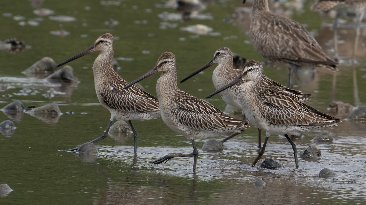 Asian Dowitcher - ML608430166