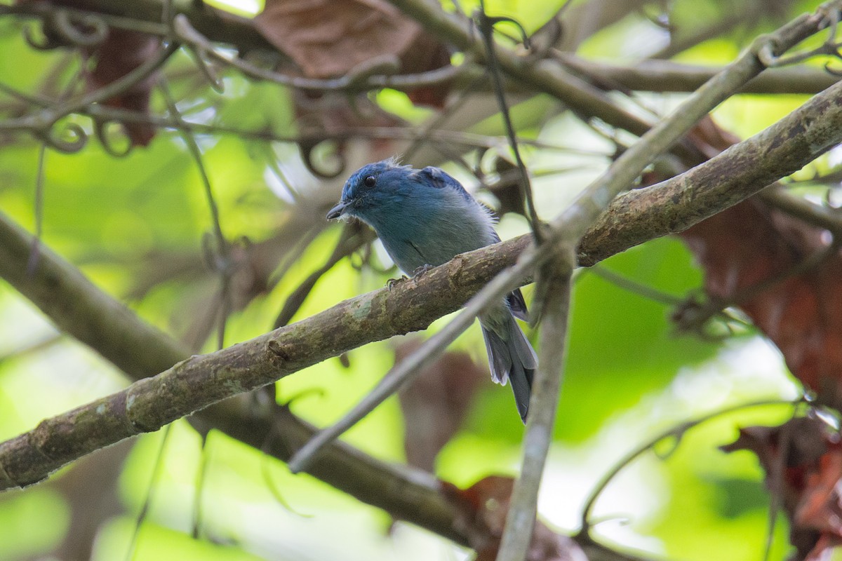 Pale Blue Flycatcher (Hartert's) - Akekachoke Buranaanun