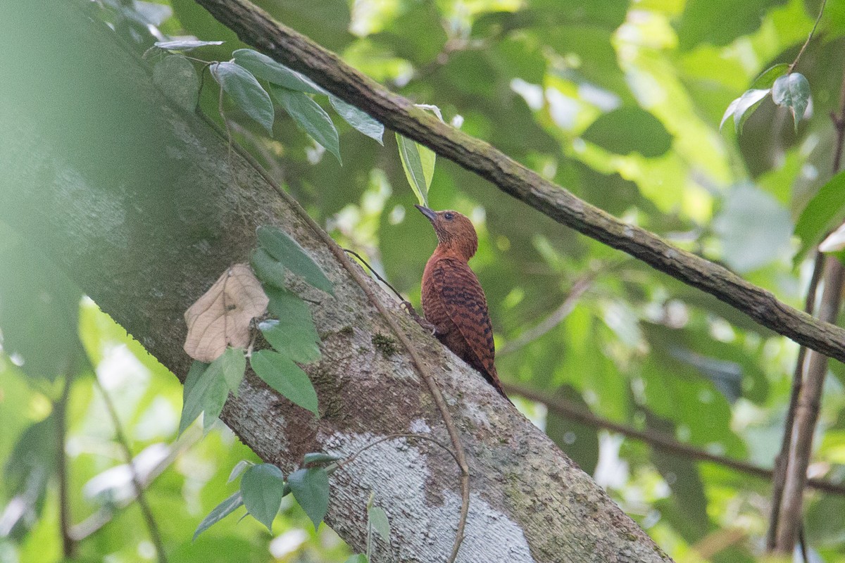 Rufous Woodpecker - ML608430795