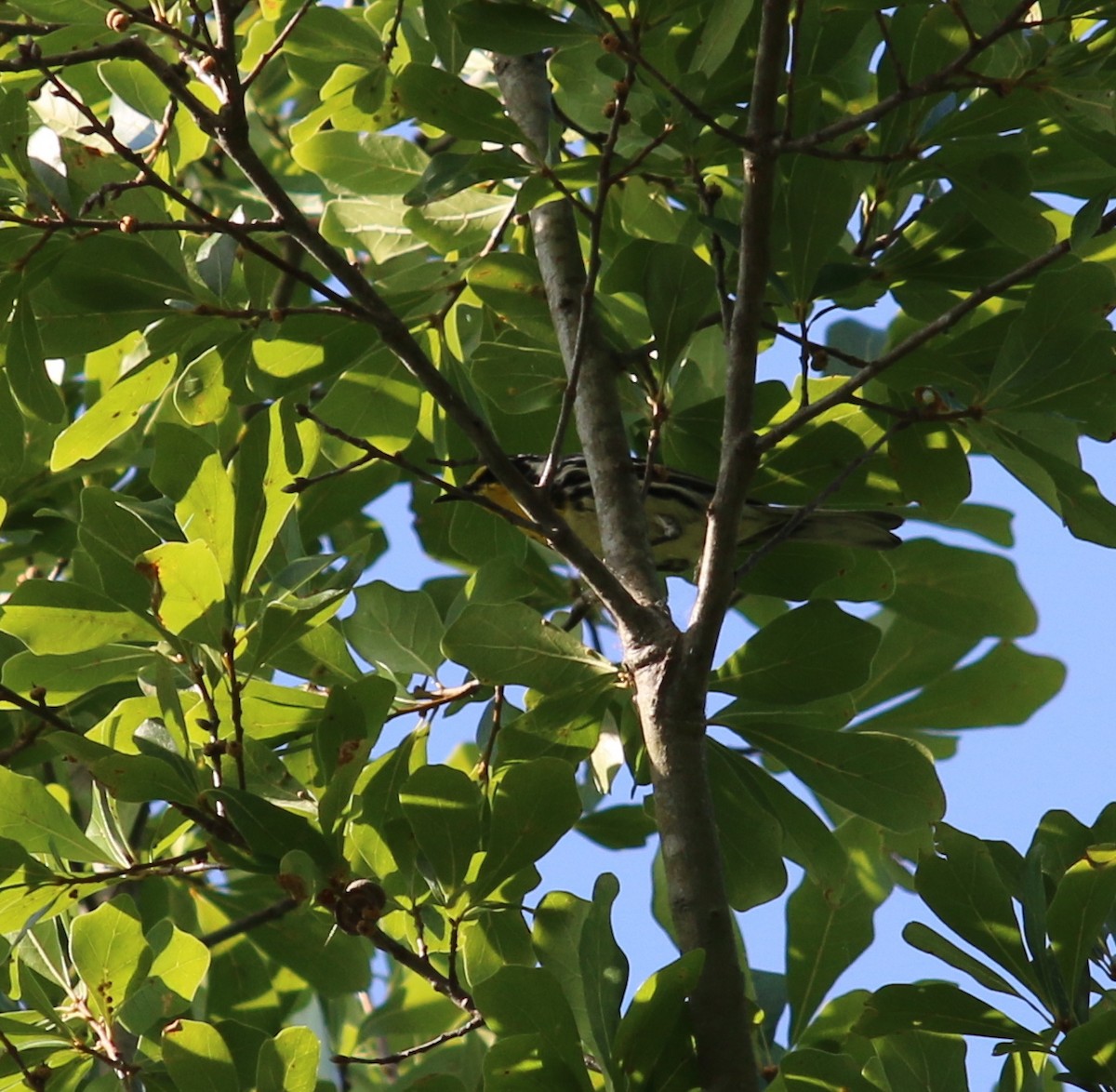 Yellow-throated Warbler - ML60843091