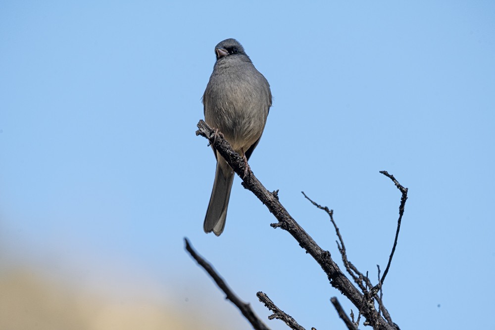 Dark-eyed Junco - ML608431103