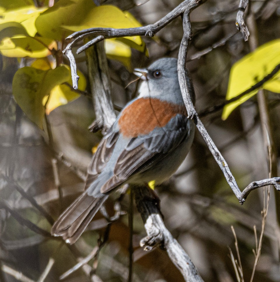 Dark-eyed Junco - ML608431104