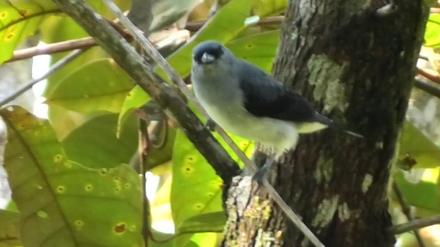 Plain-colored Tanager - ML608431139