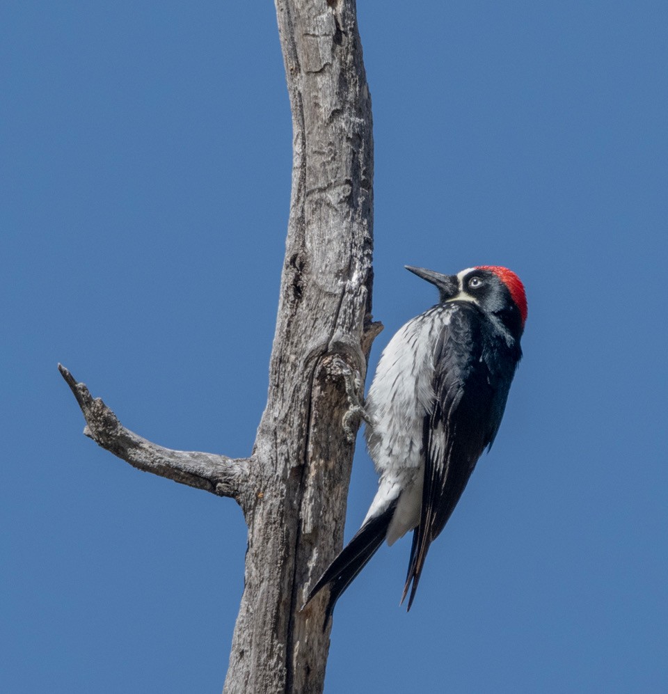 Acorn Woodpecker - ML608431229