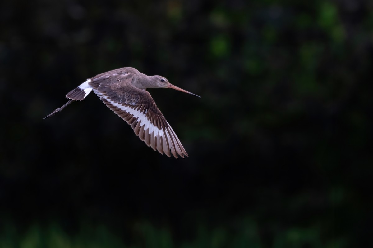Black-tailed Godwit - Deepak Budhathoki 🦉