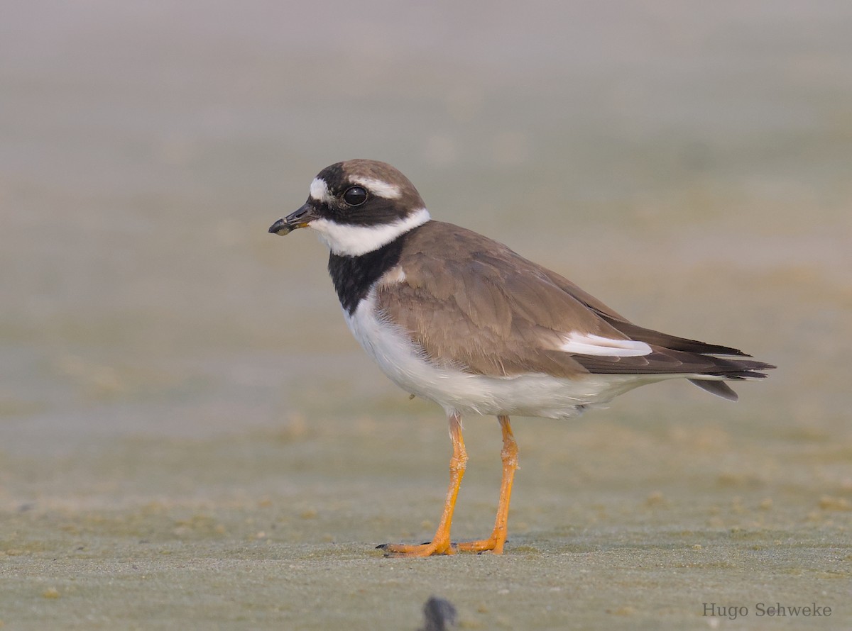 Common Ringed Plover - ML608431694