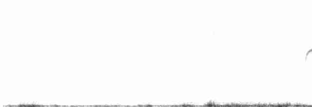 Тиранчик-короткодзьоб південний - ML608431910