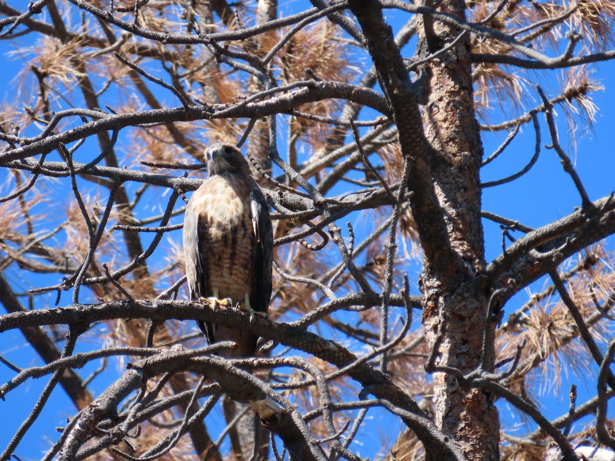 Red-tailed Hawk - ML608432064