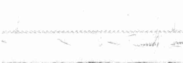 White-banded Mockingbird - ML608432186