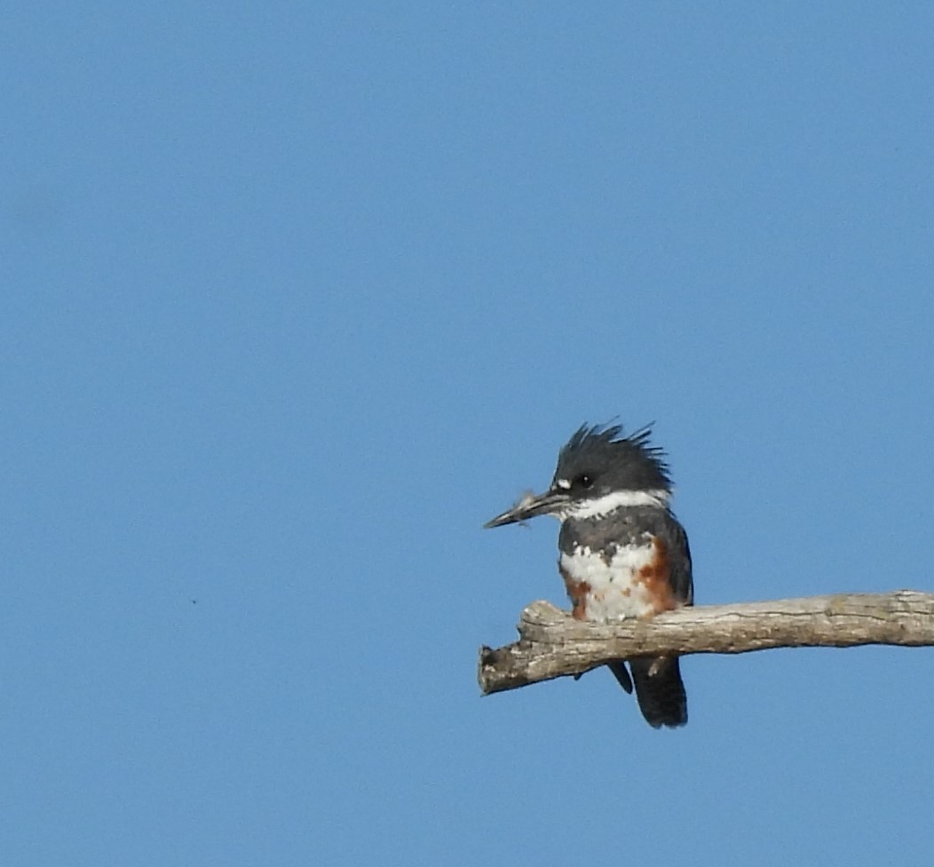 Belted Kingfisher - ML608432284