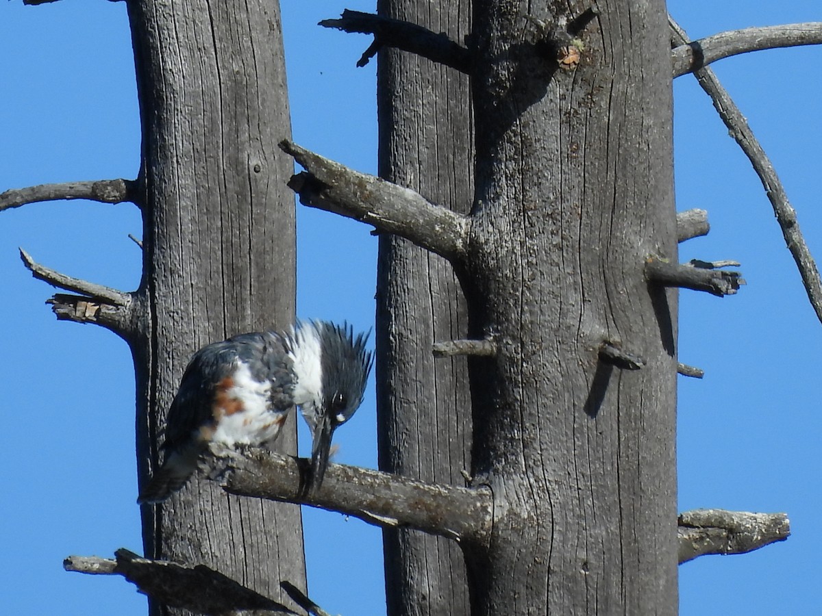 Belted Kingfisher - ML608432285