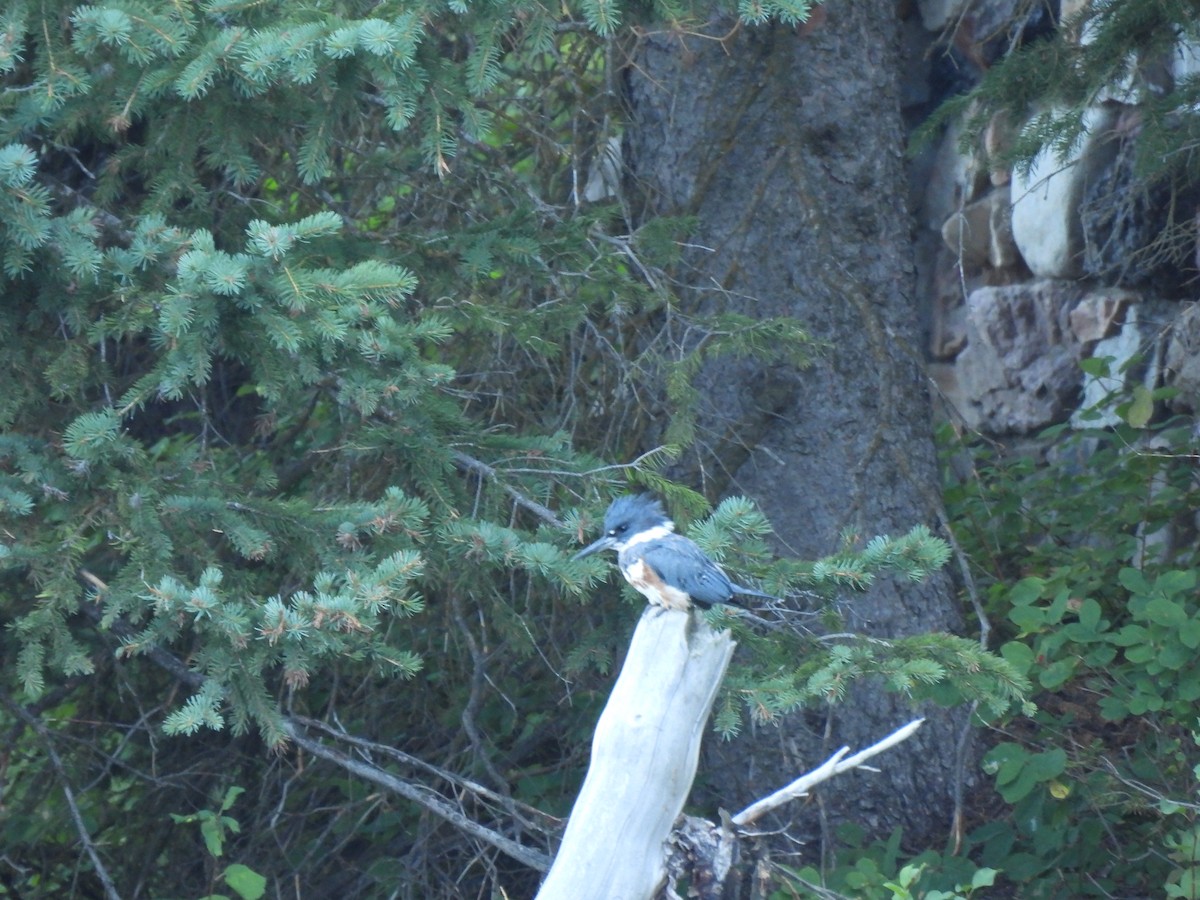 Belted Kingfisher - ML608432286