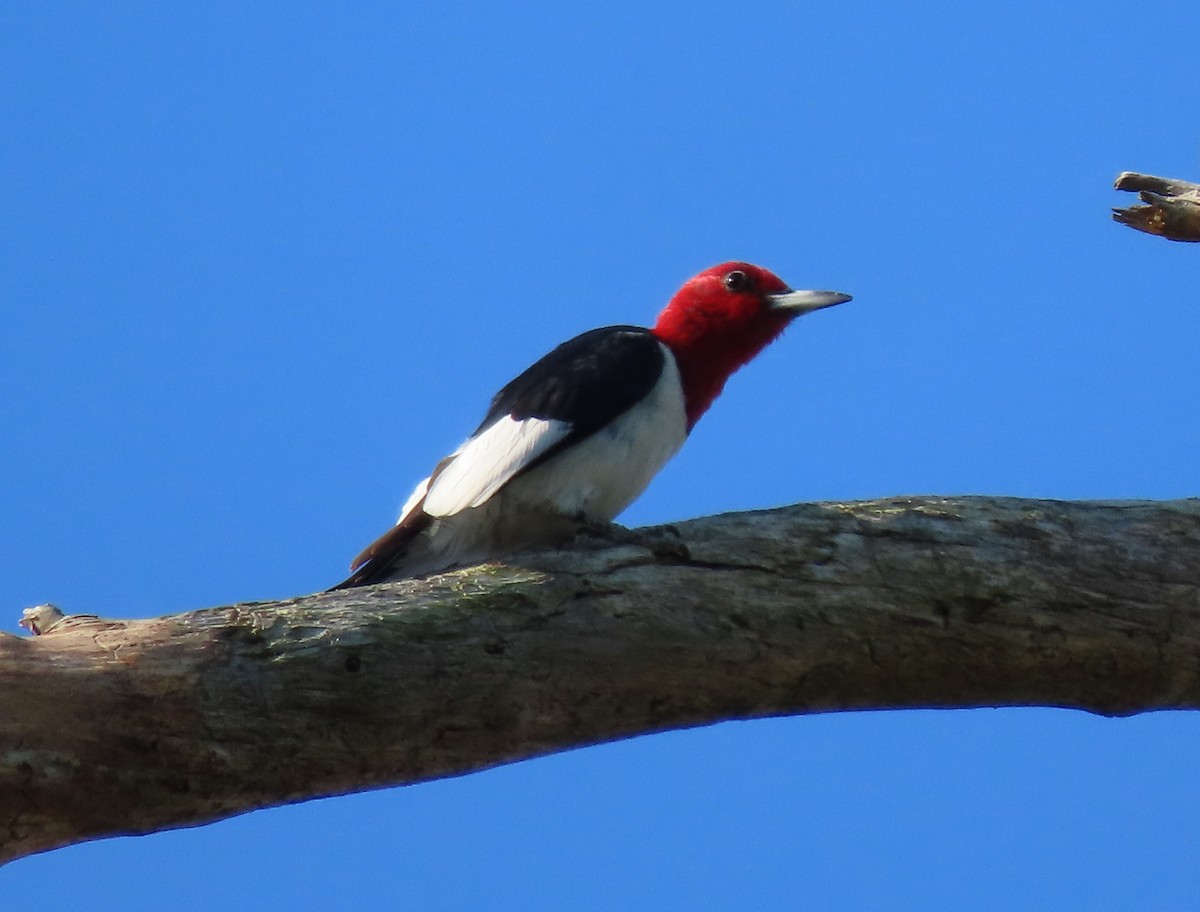 Red-headed Woodpecker - ML608432662