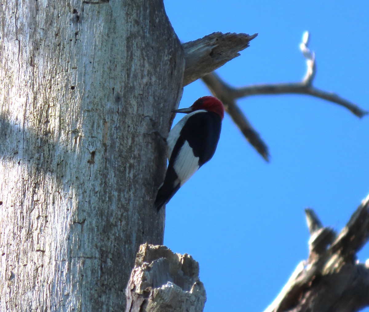 Red-headed Woodpecker - ML608432663