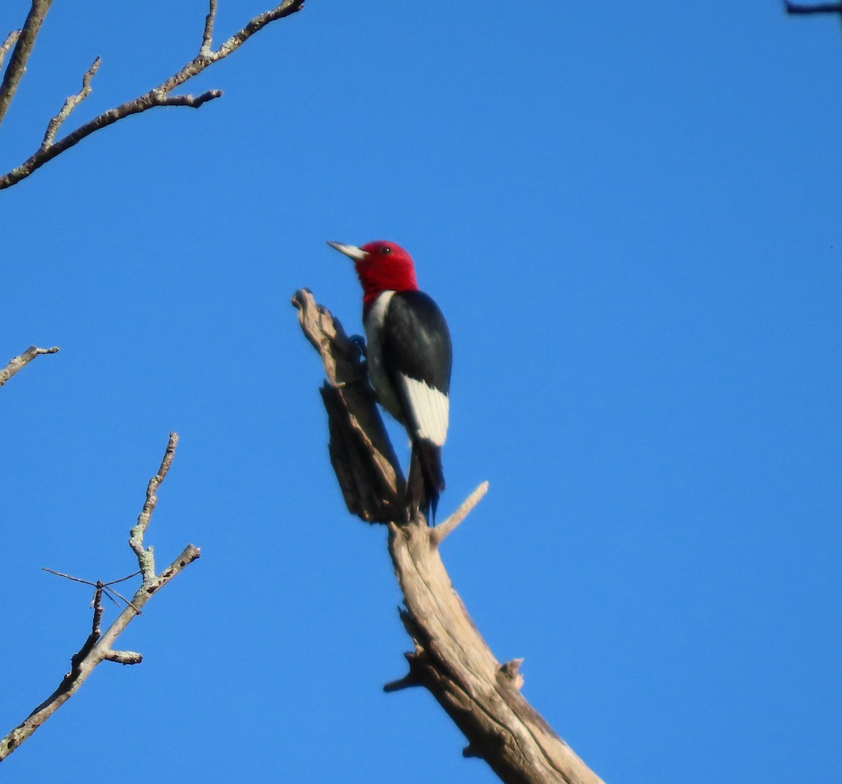 Red-headed Woodpecker - ML608432664