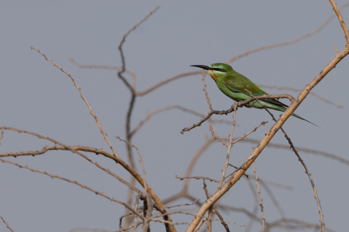 Blue-cheeked Bee-eater - ML608432684