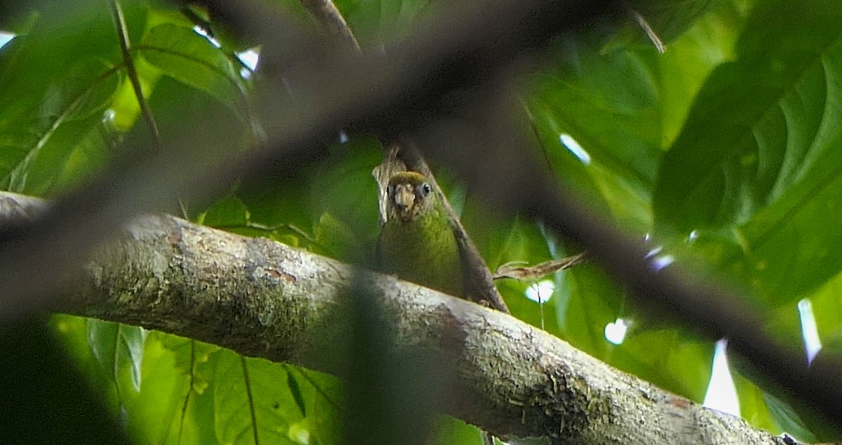 Yellow-capped Pygmy-Parrot - Randall Siebert