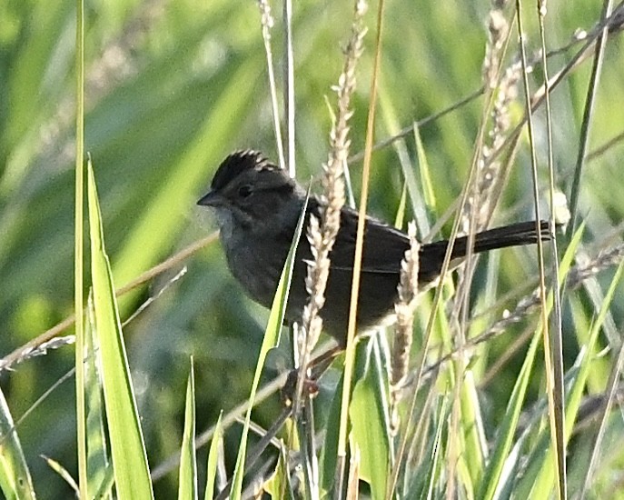 Swamp Sparrow - ML608433005