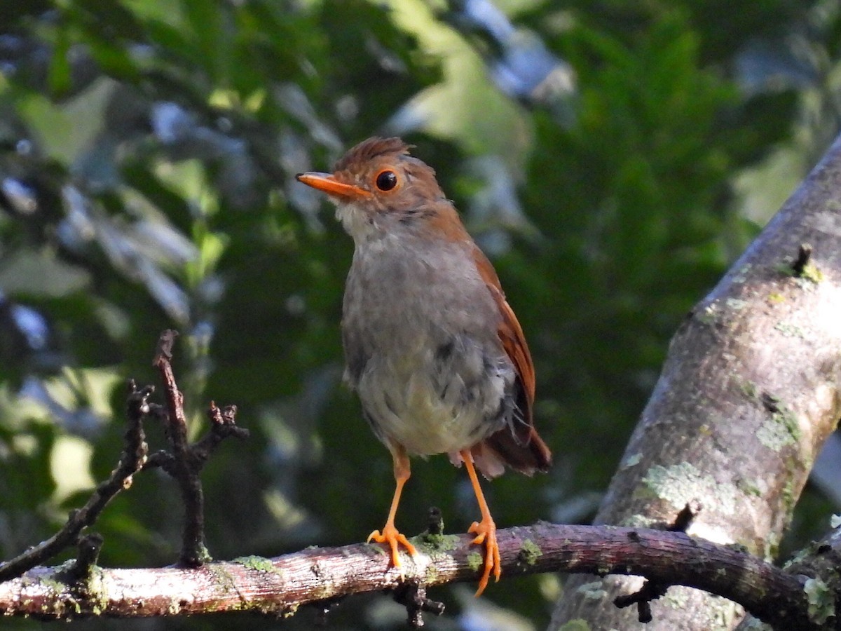 Orange-billed Nightingale-Thrush (Brown-headed) - Adlai Meneses