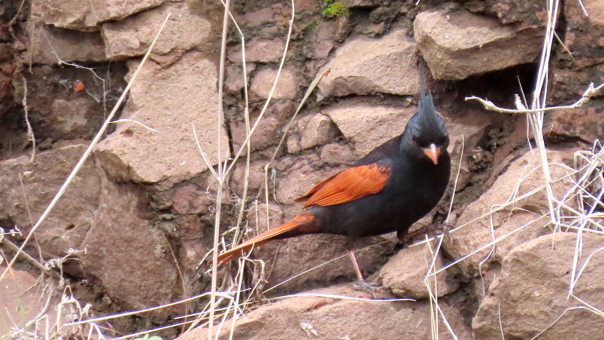 Crested Bunting - ML608433465