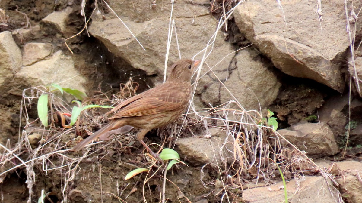 Crested Bunting - ML608433466