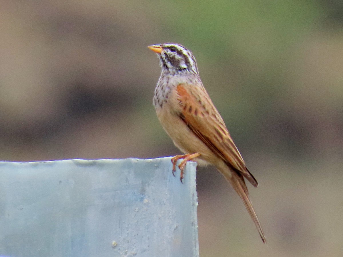 Striolated Bunting - ML608433471