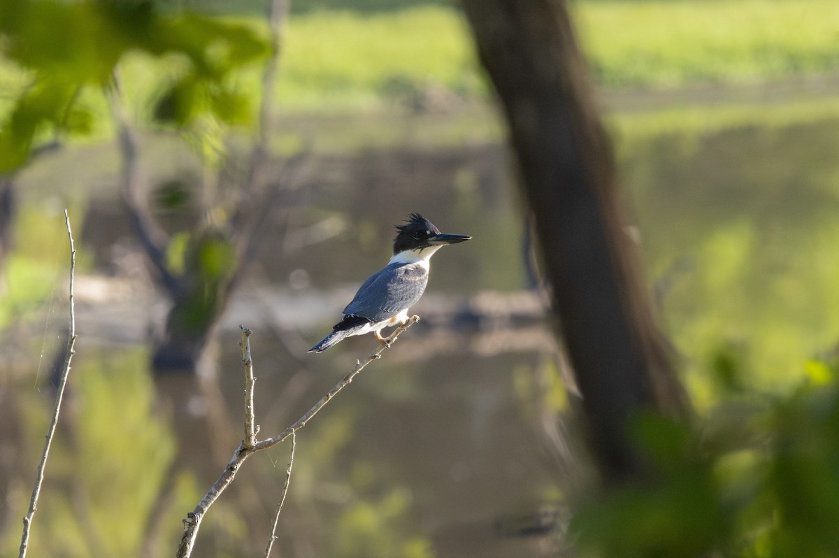 Belted Kingfisher - ML608433778