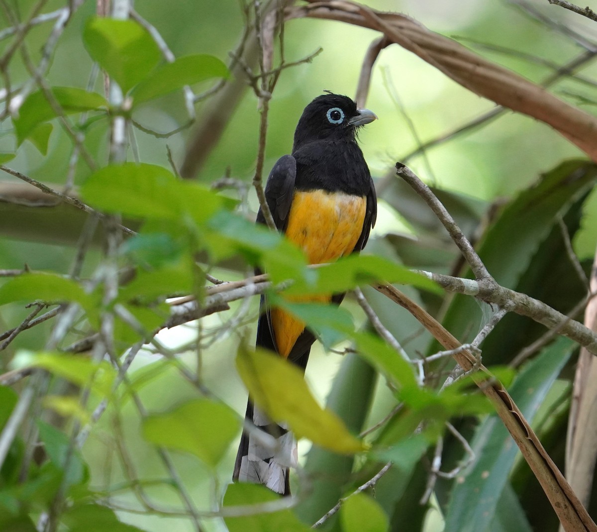 Black-headed Trogon - ML608433874