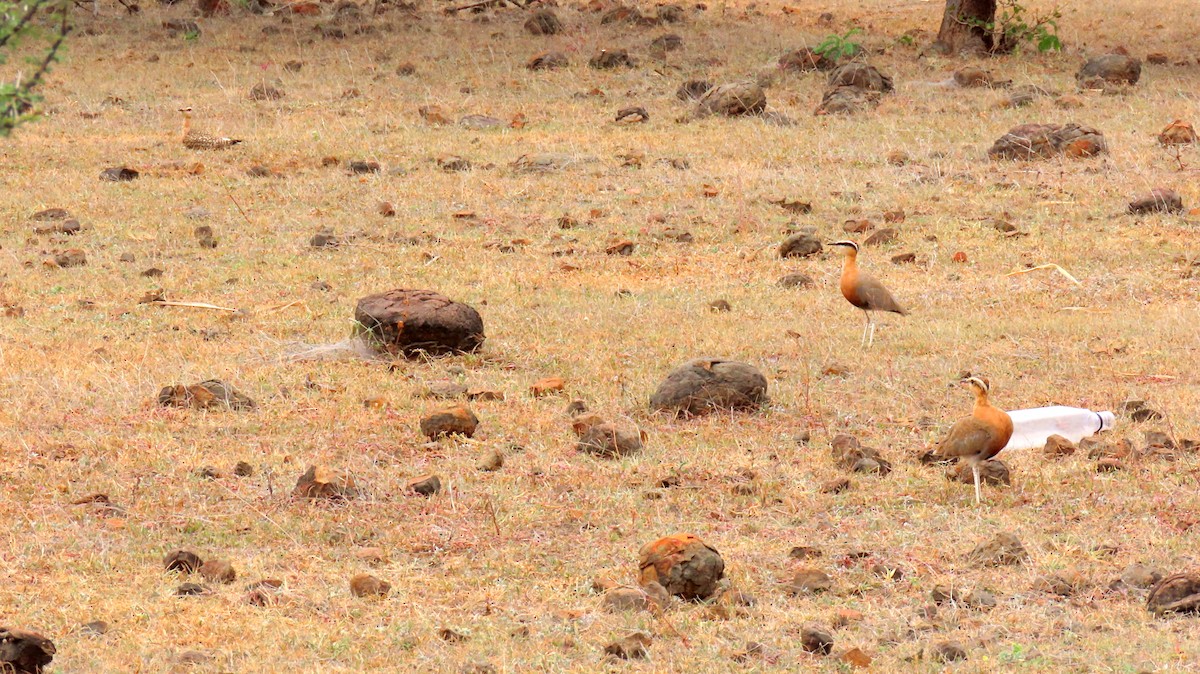 Indian Courser - ML608433912