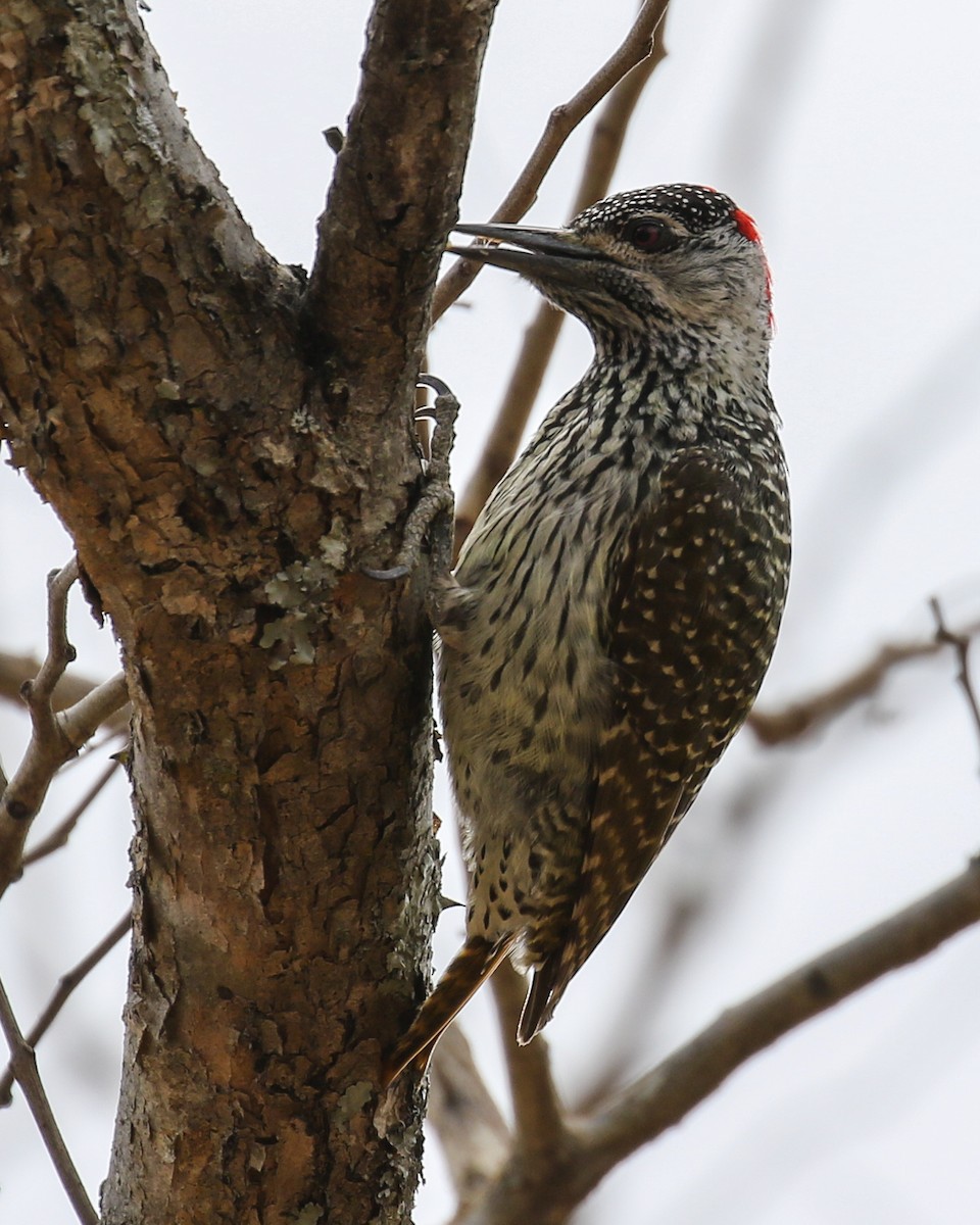 Golden-tailed Woodpecker - David Kirschke