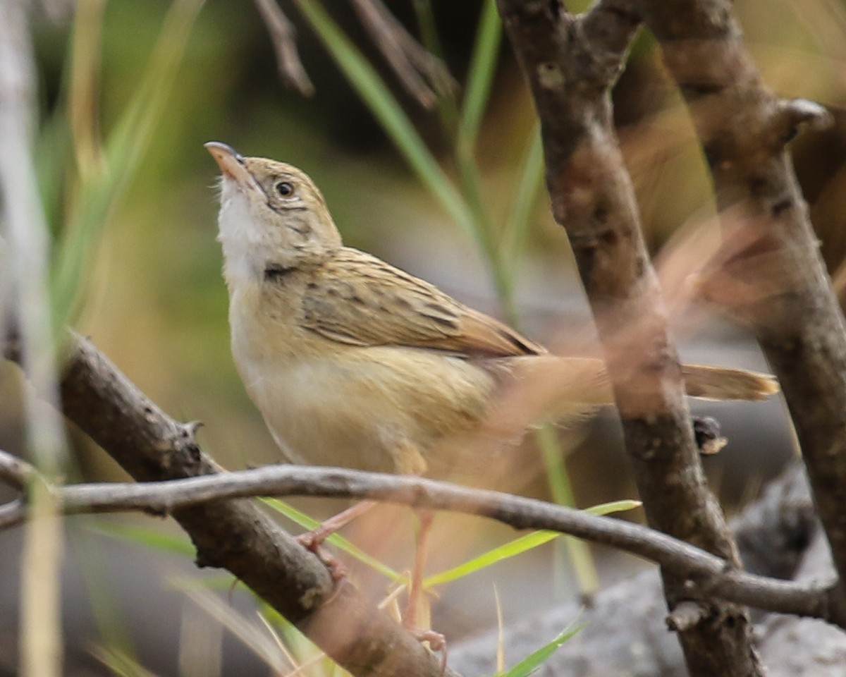 African Pipit - ML608434136