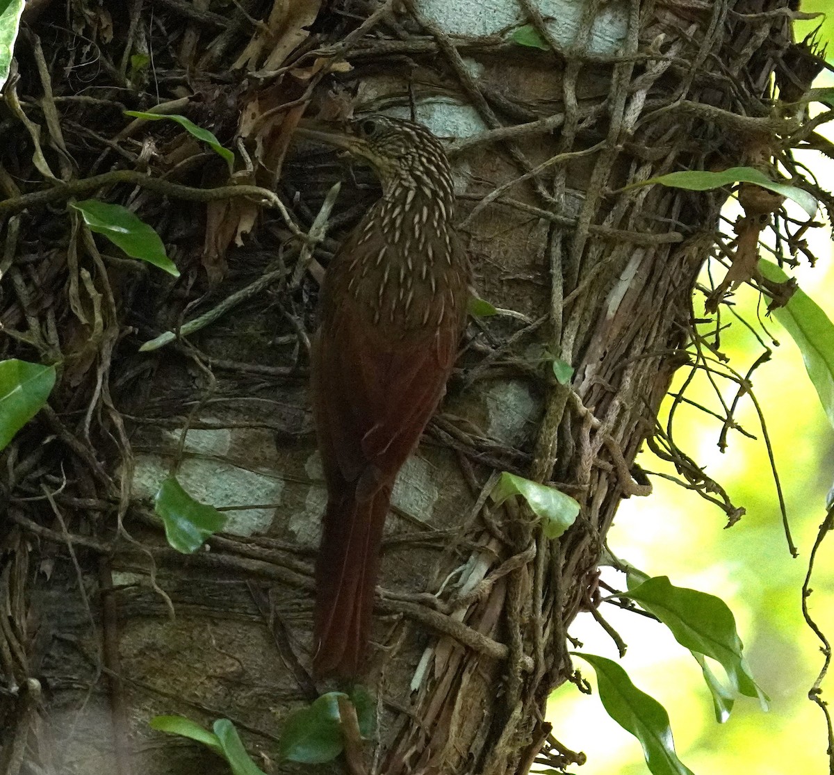 Ivory-billed Woodcreeper - ML608434148
