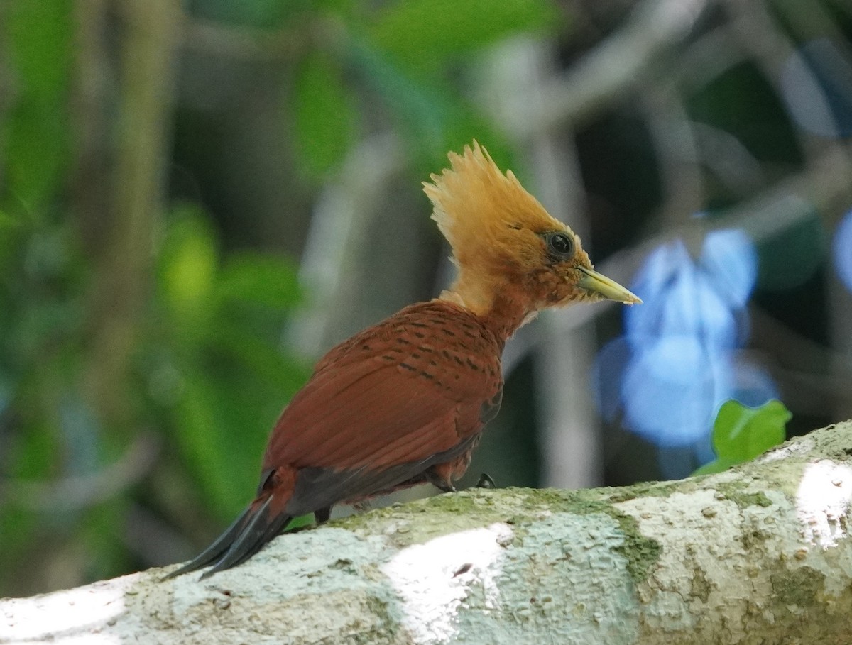Chestnut-colored Woodpecker - ML608434200