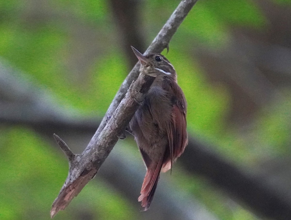 Plain Xenops - ML608434267