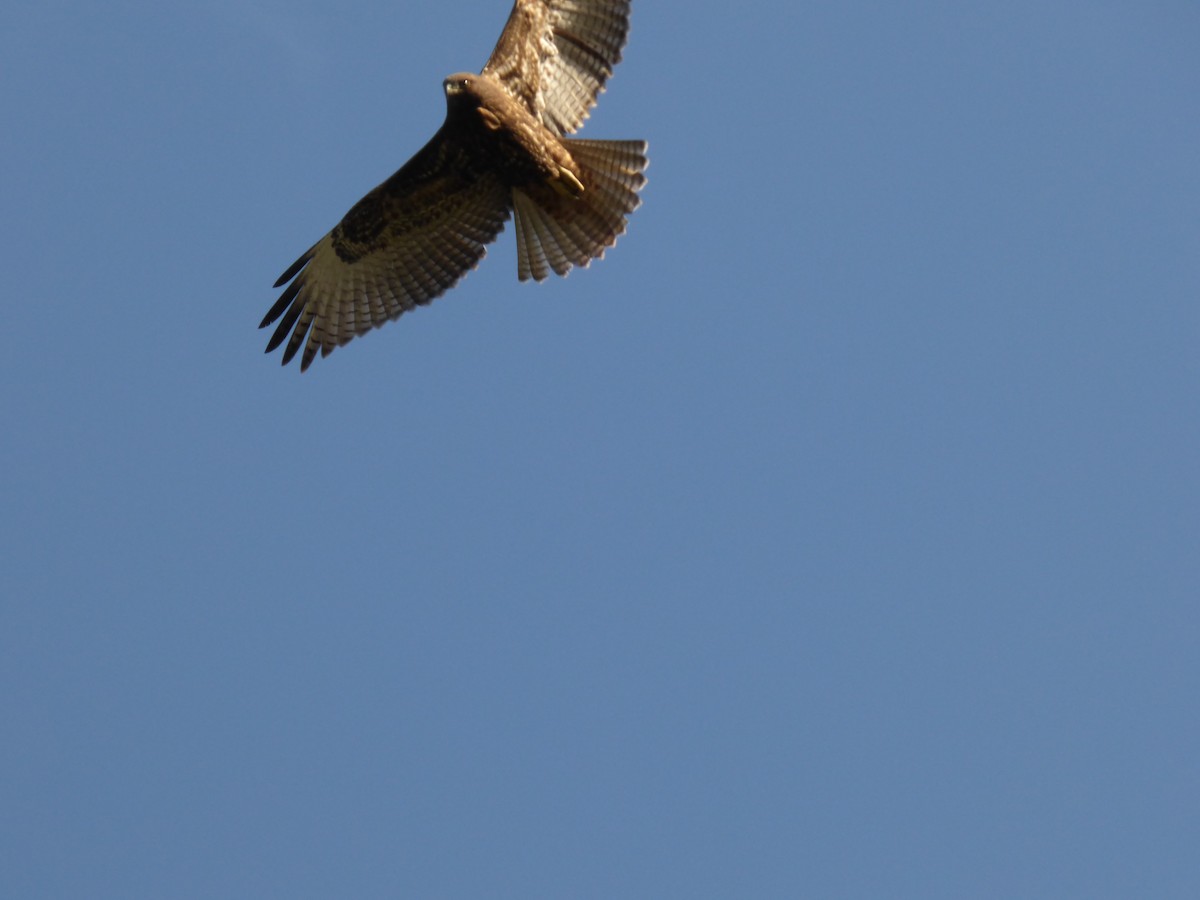 Red-tailed Hawk - ML608435093