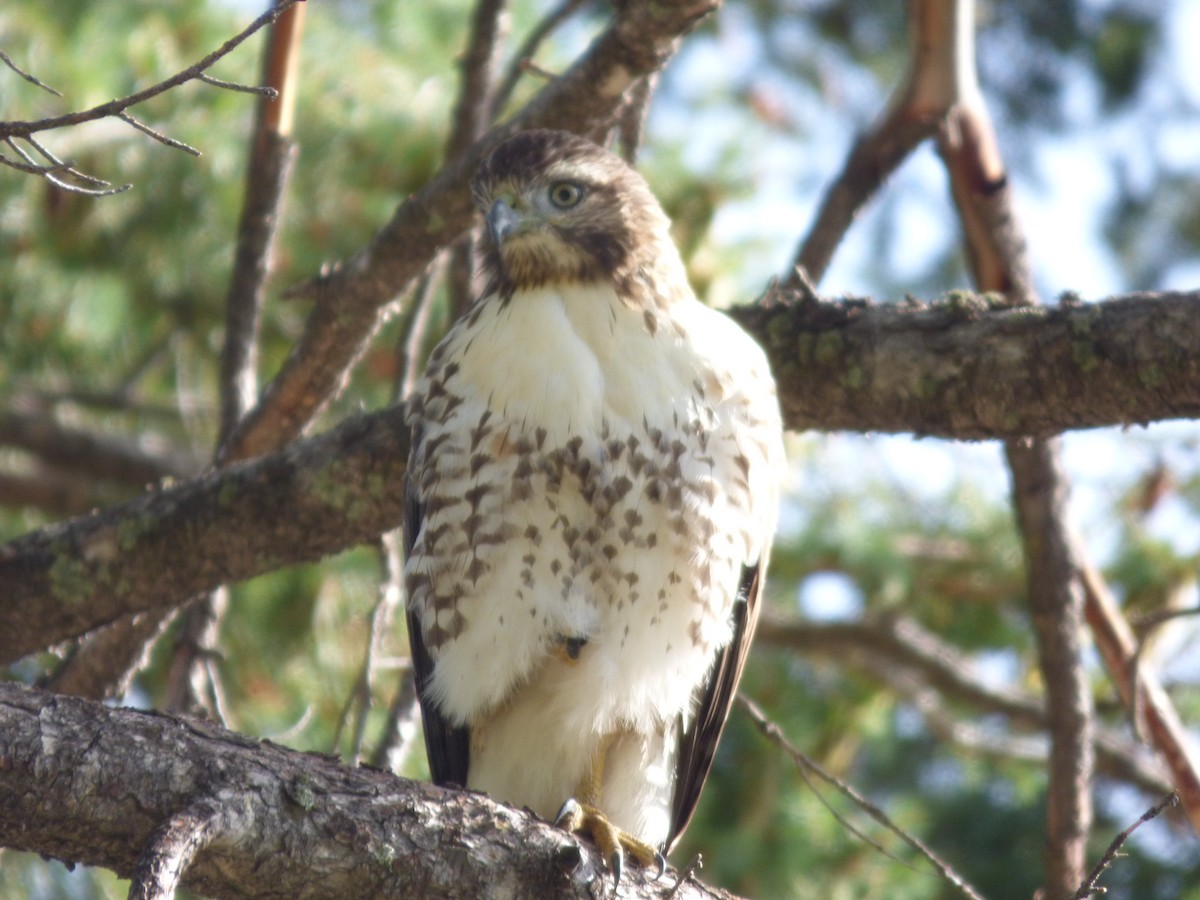 Red-tailed Hawk - ML608435094