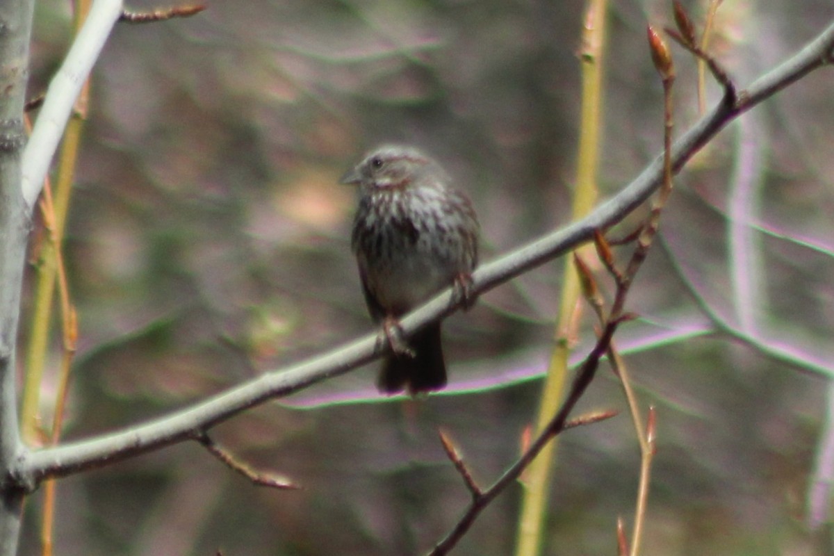 Song Sparrow (montana/merrilli) - ML608435401